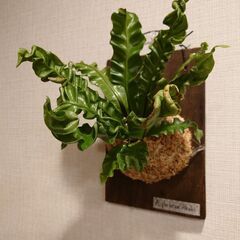 着生シダ植物 アスプレニウム プリカーツム「アカキ」板付け