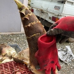 タケノコ狩り😊　山の維持、管理のご協力を！