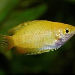GHDグラミー♂