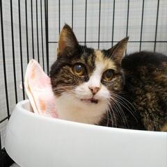 三毛猫を保護しました