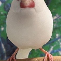 白文鳥　（募集停止)