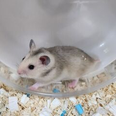 シルバーグレーのゴールデンハムスター里親募集