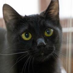決まりました【保護猫の里親募集】あずきちゃん　黒猫メス