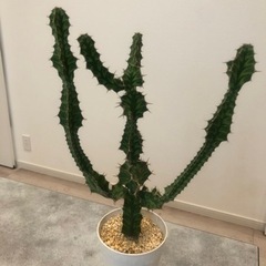 ユーフォルビア　プセウドカクタス　　サボテン　観葉植物