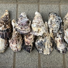 牡蠣殻　メダカ飼育に‼️