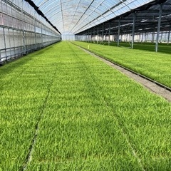 （短期バイト）普通車免許があればすぐお仕事できます！田植え補助！の画像