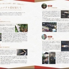 改良メダカ大図鑑の画像