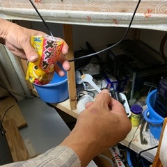 ドクターフィッシュ（足湯にいる魚）10匹セットの画像