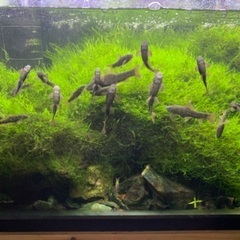 ドクターフィッシュ（足湯にいる魚）10匹セットの画像