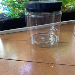 ドクターフィッシュ（足湯にいる魚）10匹セットの画像