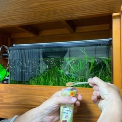 ドクターフィッシュ（足湯にいる魚）10匹セットの画像