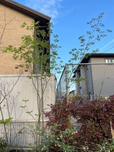 アオダモ　2.5m  鉢植え