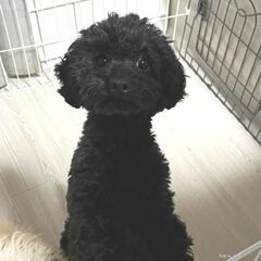 プードル　シャイでやさしい子　