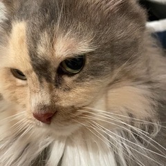 祝＊ずっとのおうちが決まりました♪穏やか〜なスリゴロにゃんこ♡猫...