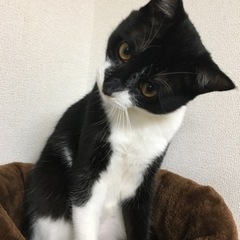 かなり人懐っこい黒白のオス猫ちゃん − 京都府