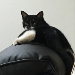 かなり人懐っこい黒白のオス猫ちゃん - 里親募集