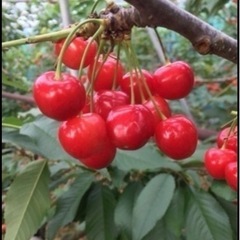 さくらんぼハウス関係🍒