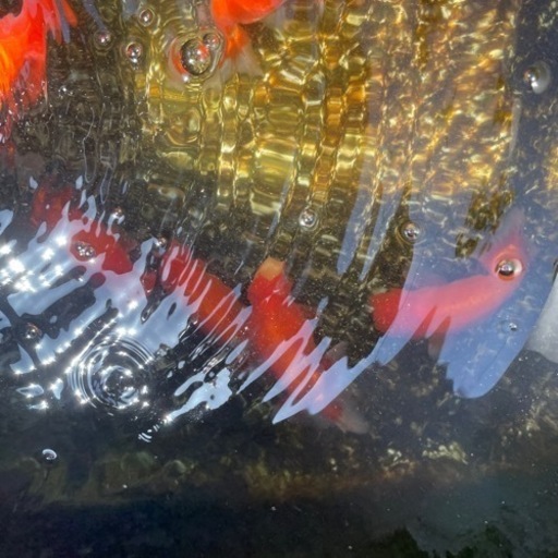 ランチュウ（金魚）