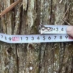 25メートルの杉あげます。の画像