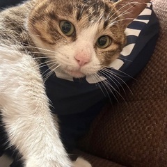 交通事故に遭い、助けてを求めてきた猫ちゃん