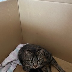 里親募集、母猫と子猫