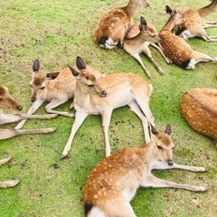 4月17日（水）　奈良公園で一緒に撮影楽しみませんか？