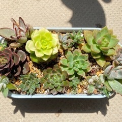 ★多肉寄せ植え★の画像