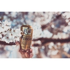 夜桜🌸