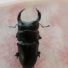 長野県産オオクワガタ