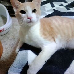 雄猫4匹いますが、2匹募集、残りは追々…