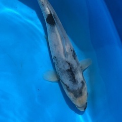 錦鯉　20cm 1匹　の画像