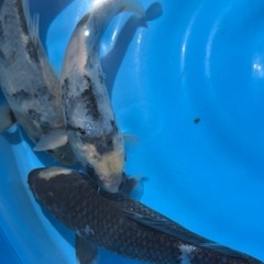 錦鯉　20cm 1匹　の画像