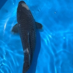 錦鯉　20cm 1匹　の画像