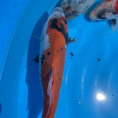 錦鯉　20cm 1匹　の画像