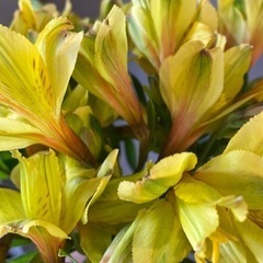 生花 アルストロメリア・ゴールド10本の画像