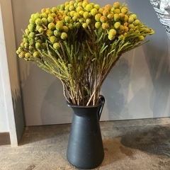 生花 バーゼリア・アブラタノイデス10本の画像