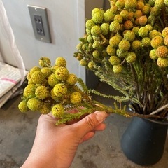 生花 バーゼリア・アブラタノイデス10本の画像