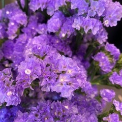 生花 スターチス・ジェットブルー10本の画像