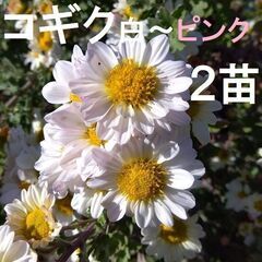 小菊 コギク 抜き苗 ２苗 白～淡いピンク 切り花に