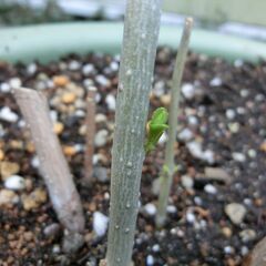 【無料】ムラサキシキブ（鉢植え）の画像