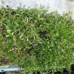 【無料】芝桜　シバザクラ（鉢植え）ブルー