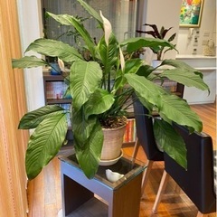 『決まりました』観葉植物　ニオイササウチワ　ガーデニング