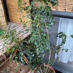 【お話し中】シマトネリコ⭐︎100センチ　　　