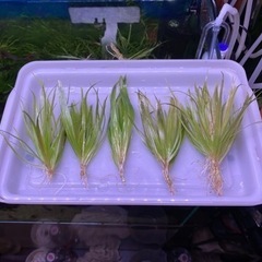 採れたて水草　ブリクサショートリーフ