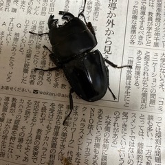 アルキデスヒラタクワガタ　クワガタ　外国産　　オス