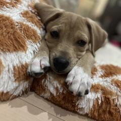 保護犬まちこちゃんファミリー募集（終生室内飼育条件）@川口市