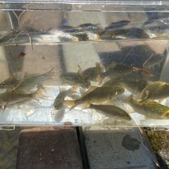 鯉、錦鯉稚魚の画像