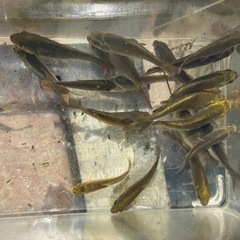 鯉、錦鯉稚魚の画像