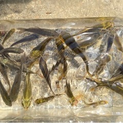 鯉、錦鯉稚魚の画像