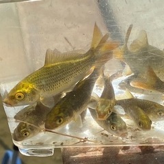 鯉、錦鯉稚魚の画像